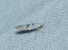 Argyresthia