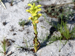 Disa sabulosa