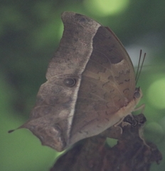 Charaxes varanes