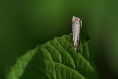 Chrysoteuchia culmella