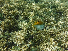 Chaetodon auriga