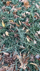 Juniperus horizontalis