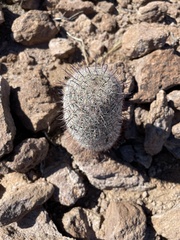 Mammillaria grahamii