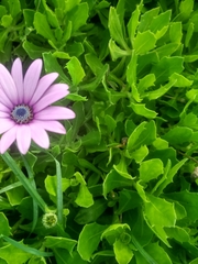 Dimorphotheca
