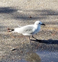 Leucophaeus atricilla