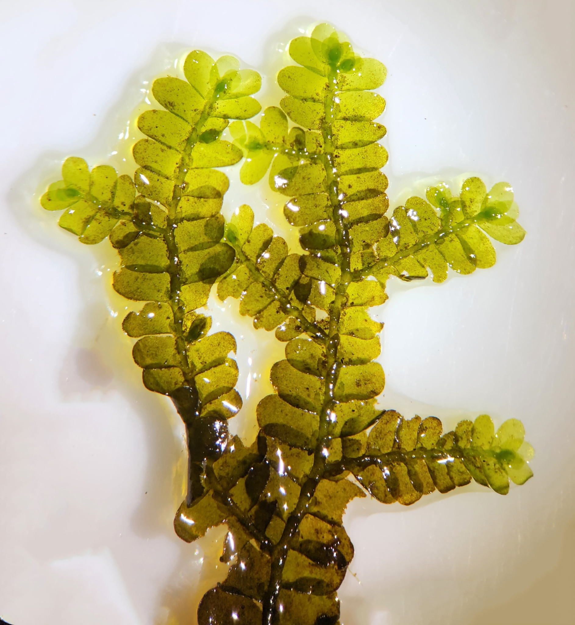 Porella pinnata