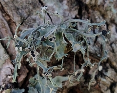 Ramalina complanata