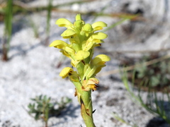 Disa sabulosa