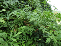 Ampelopsis aconitifolia