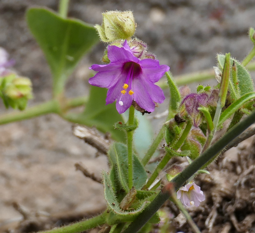Smooth spreading four o'clock (Mirabilis oxybaphoides)