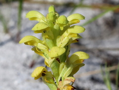 Disa sabulosa