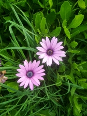 Dimorphotheca