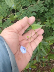 Jacquemontia evolvuloides