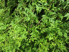 Ampelopsis aconitifolia
