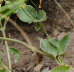 Mirabilis oxybaphoides