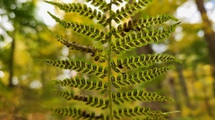 Athyriaceae
