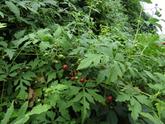 Ampelopsis aconitifolia