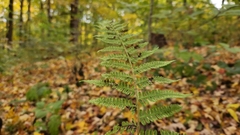 Athyriaceae
