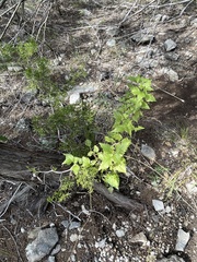 Ageratina havanensis