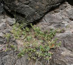 Mirabilis oxybaphoides