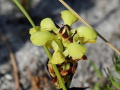 Disa sabulosa
