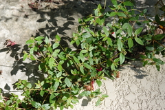 Euphorbia ophthalmica