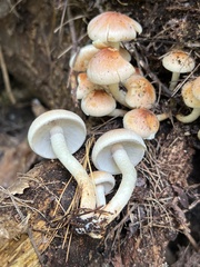 Hypholoma capnoides