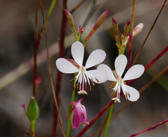 Oenothera podocarpa