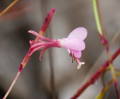 Oenothera podocarpa