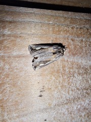 Didugua argentilinea