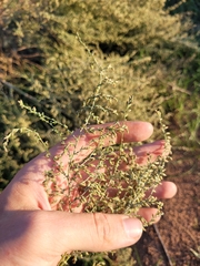 Artemisia santonicum