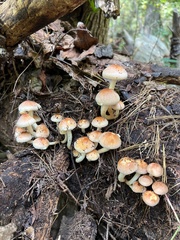 Hypholoma capnoides