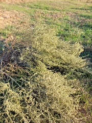 Artemisia santonicum