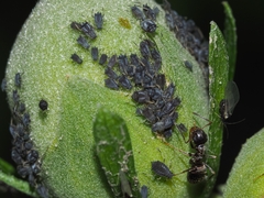 Aphis fabae