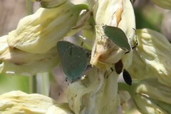 Callophrys affinis