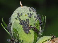Aphis fabae