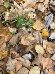 Carlina vulgaris