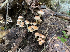 Hypholoma capnoides