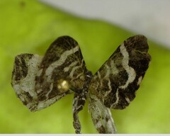 Trichodezia californiata