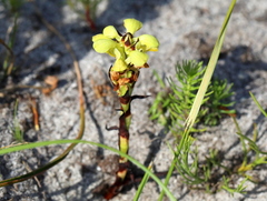 Disa sabulosa