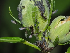 Aphis fabae