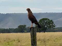 Buteogallus meridionalis