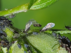 Aphis fabae