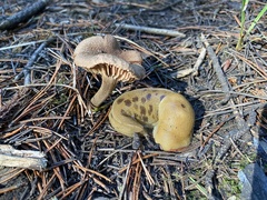 Inocybe lacera