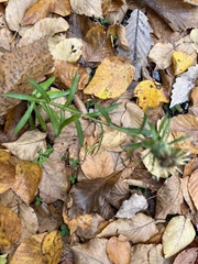 Carlina vulgaris