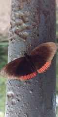 Biblis hyperia