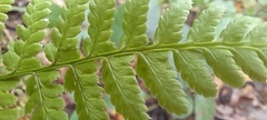 Athyrium filix-femina