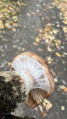 Armillaria gallica
