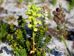 Disa sabulosa