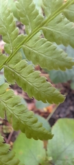 Athyrium filix-femina